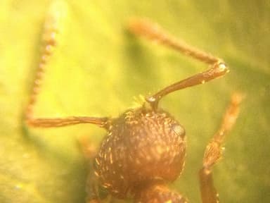Myrmica americana photo 30