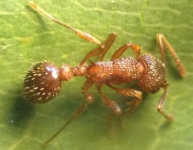 Myrmica americana photo 31