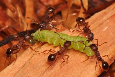 Myrmica americana photo 32