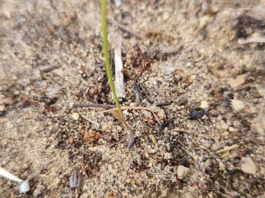 Myrmica americana photo 36