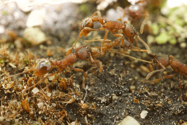 Myrmica americana photo 42