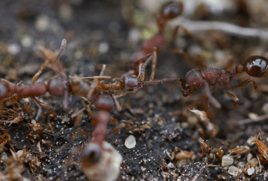 Myrmica americana photo 43