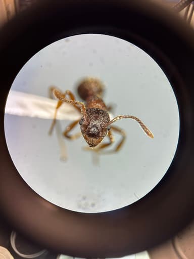 Myrmica americana photo 55