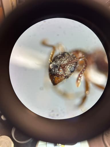 Myrmica americana photo 57