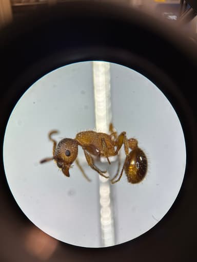 Myrmica americana photo 58