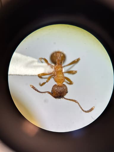 Myrmica americana photo 59
