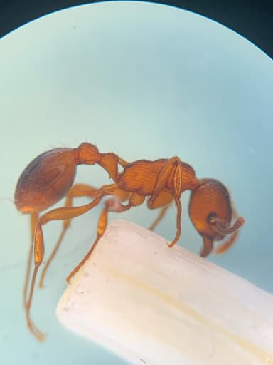 Myrmica americana photo 61