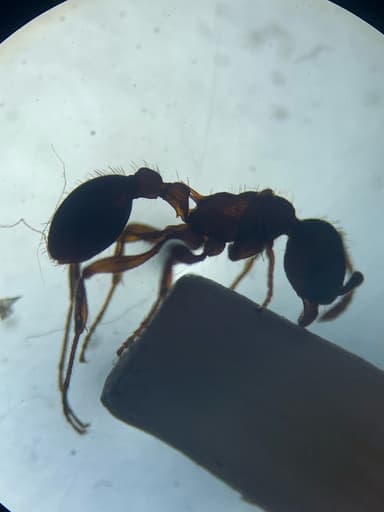 Myrmica americana photo 62
