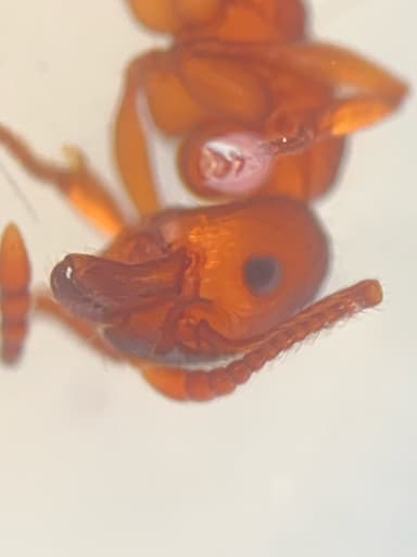 Myrmica americana photo 63