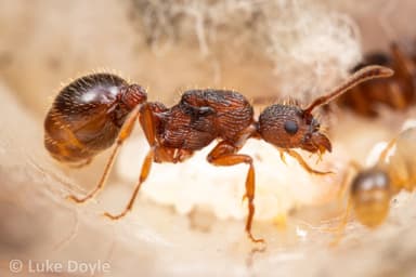 Myrmica americana photo 67
