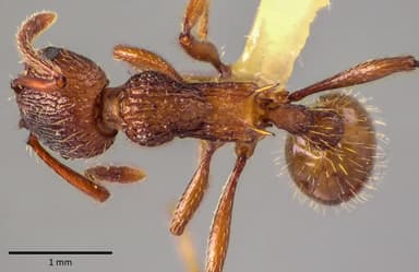 Myrmica americana photo 71