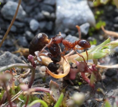 Myrmica americana photo 74