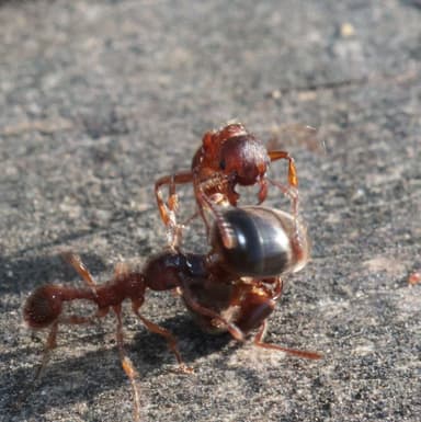 Myrmica americana photo 75