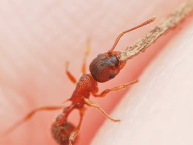 Myrmica americana photo 82
