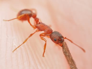 Myrmica americana photo 83