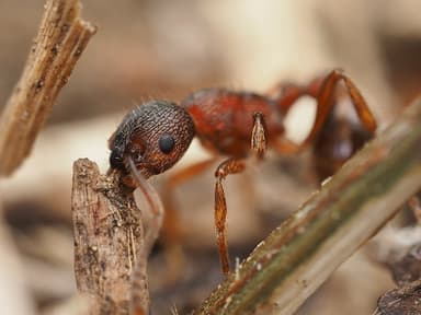 Myrmica americana photo 86