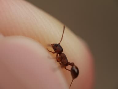 Myrmica americana photo 93
