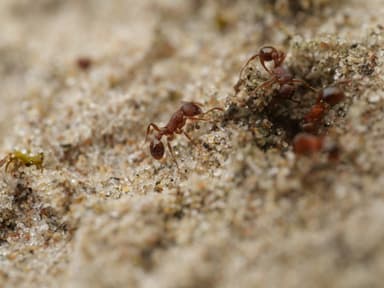 Myrmica americana photo 96