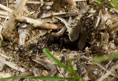 Myrmica americana photo 101