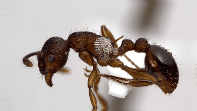 Myrmica americana photo 102