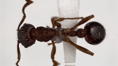Myrmica americana photo 104