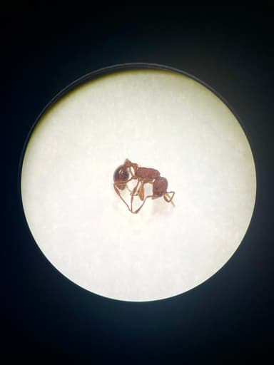 Myrmica americana photo 119