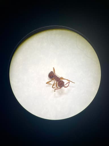 Myrmica americana photo 120