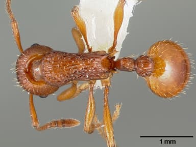 Myrmica americana — queen photo 2