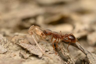 Myrmica gallienii photo 21