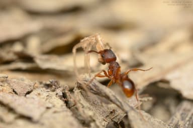 Myrmica gallienii photo 23