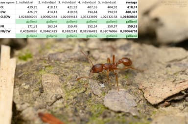 Myrmica gallienii photo 24