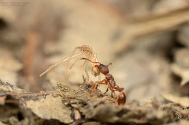 Myrmica gallienii photo 25