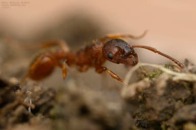 Myrmica gallienii photo 28