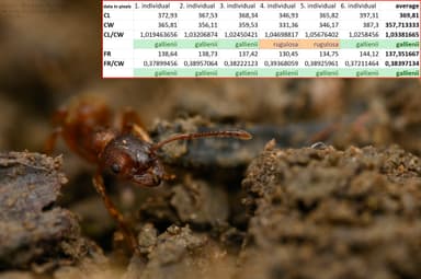 Myrmica gallienii photo 31