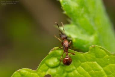 Myrmica gallienii photo 54