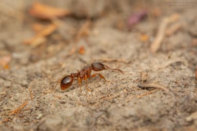 Myrmica gallienii photo 67