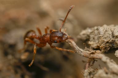 Myrmica gallienii photo 93
