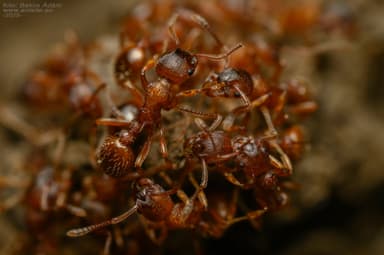 Myrmica gallienii photo 94