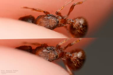 Myrmica gallienii photo 118