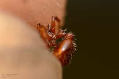 Myrmica gallienii photo 125