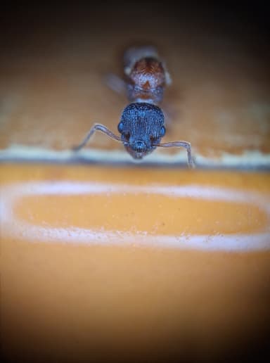 Myrmica gallienii photo 130