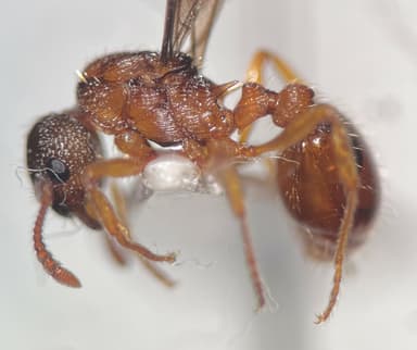 Myrmica gallienii — queen photo 148