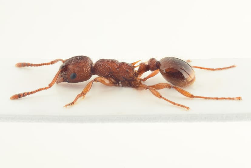 Myrmica gallienii photo 1