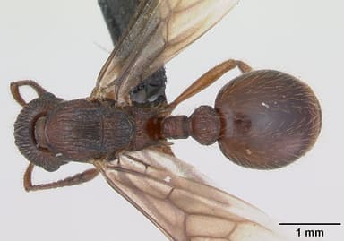 Myrmica gallienii — queen photo 6