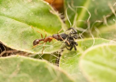Myrmica lobicornis photo 21