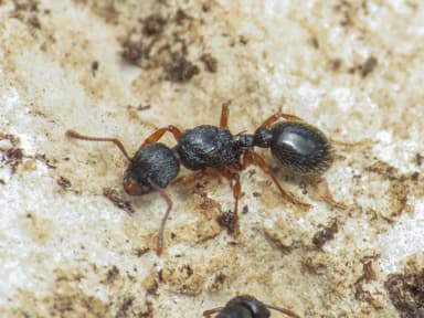 Myrmica lobicornis photo 24