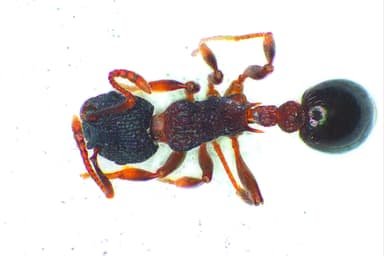 Myrmica lobicornis photo 40