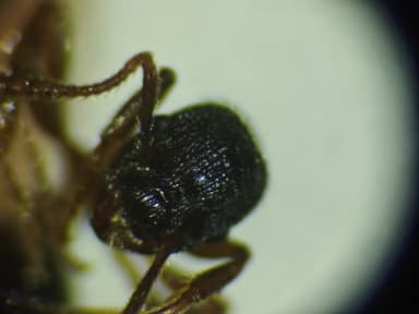 Myrmica lobicornis photo 44