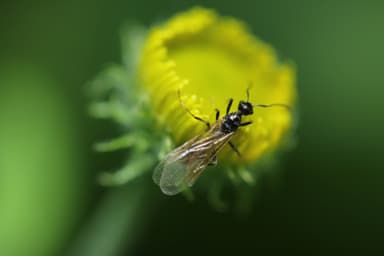 Myrmica lobicornis photo 48