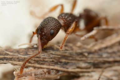 Myrmica lobicornis photo 49